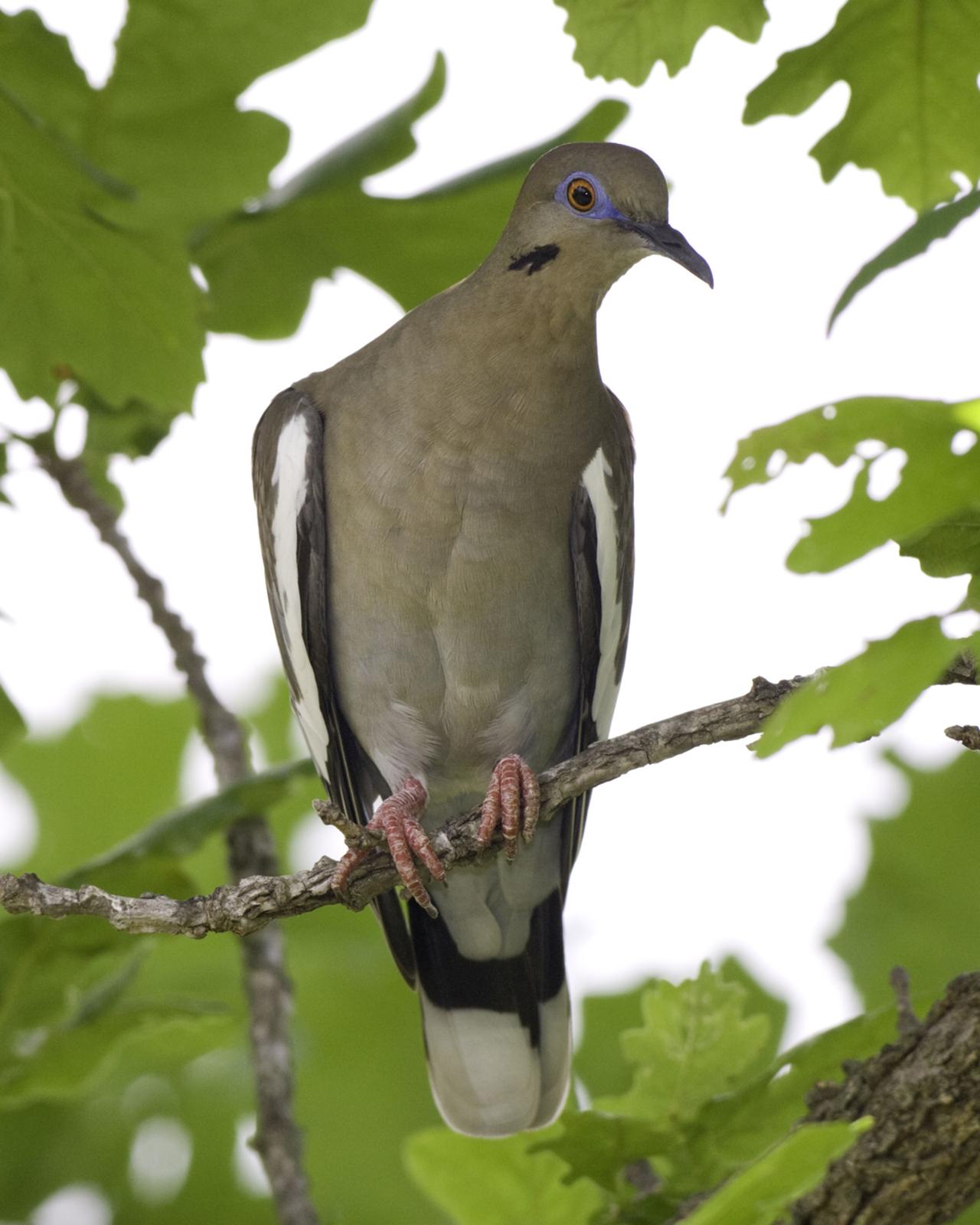 White-winged Dove Photo by Mary Ann Melton