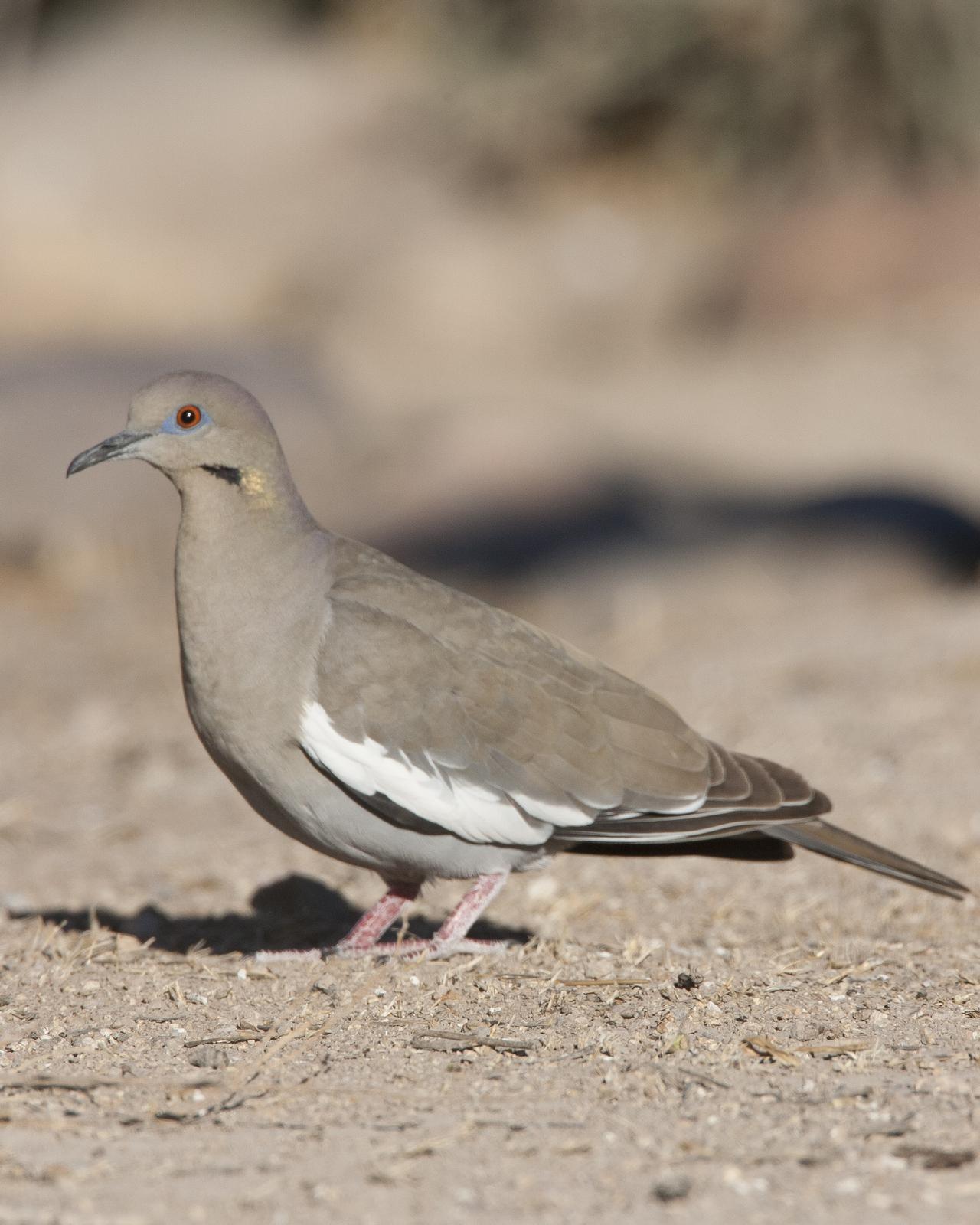 White-winged Dove Photo by Jeff Moore