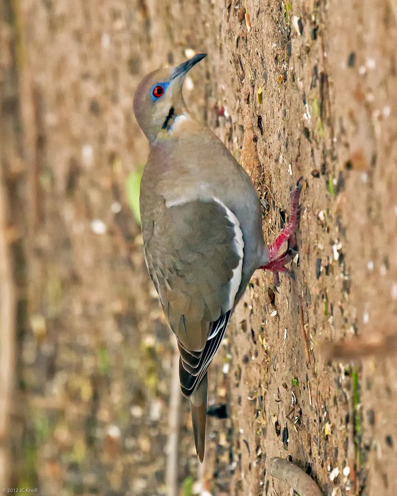 White-winged Dove Photo by JC Knoll