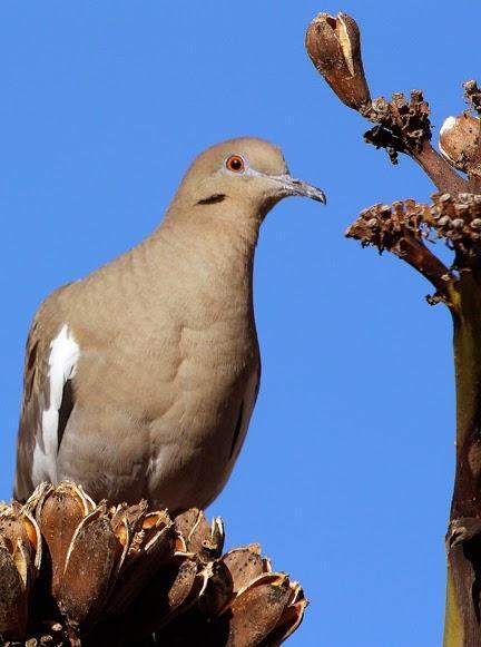White-winged Dove Photo by Dan Tallman