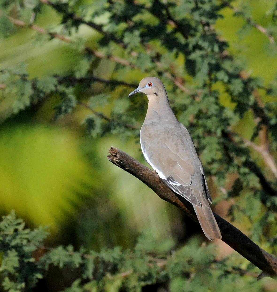 White-winged Dove Photo by Steven Mlodinow
