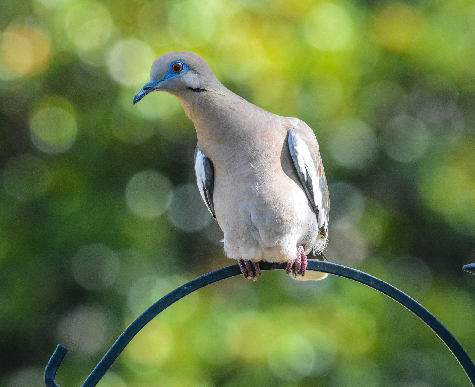 White-winged Dove Photo by Wally Wenzel
