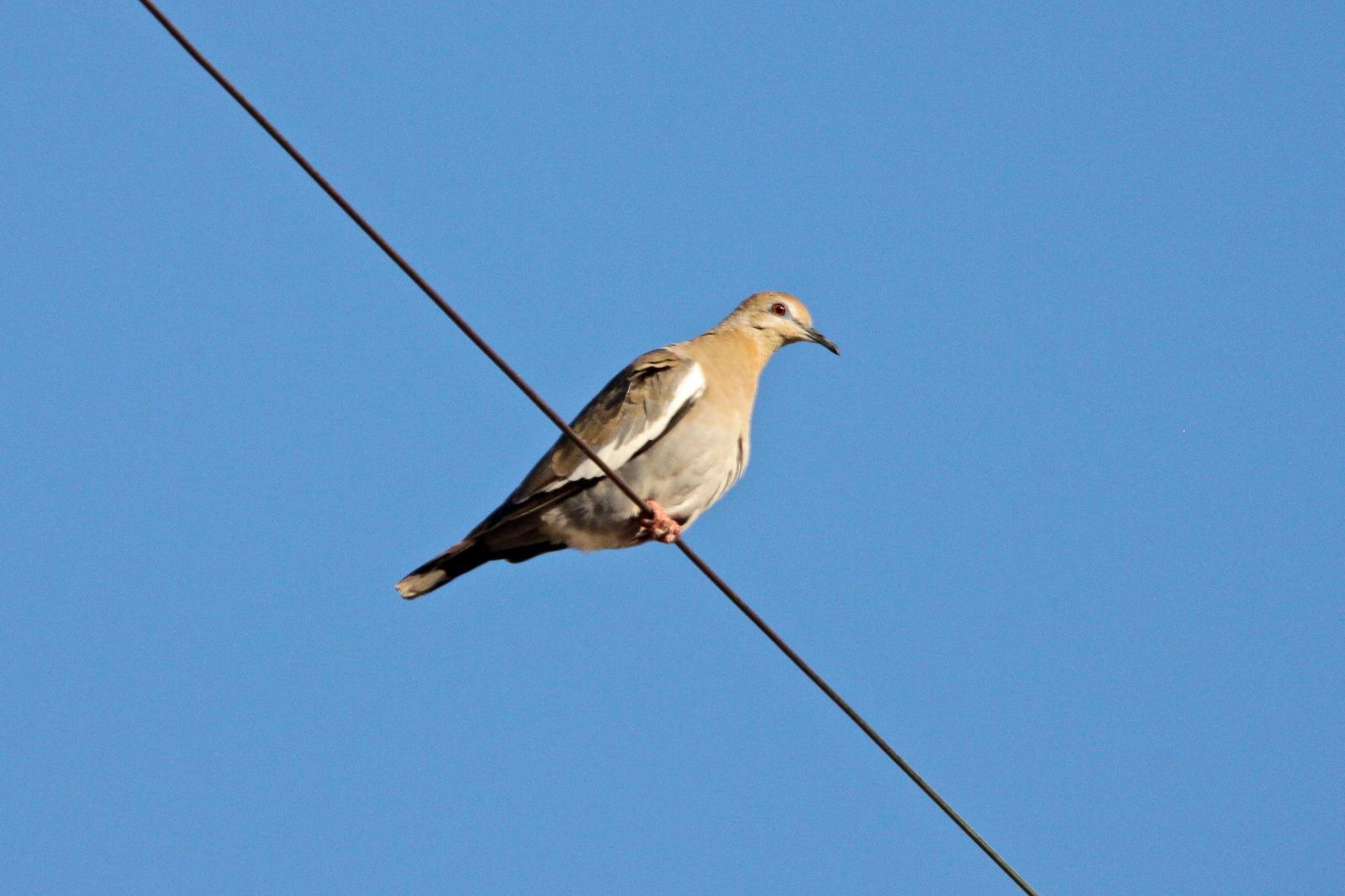 White-winged Dove Photo by Tom Ford-Hutchinson