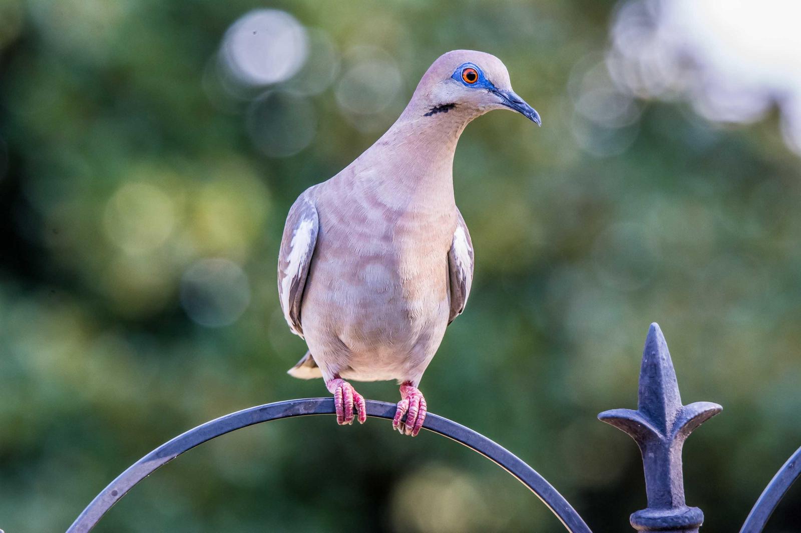 White-winged Dove Photo by Tyrone Shipiro