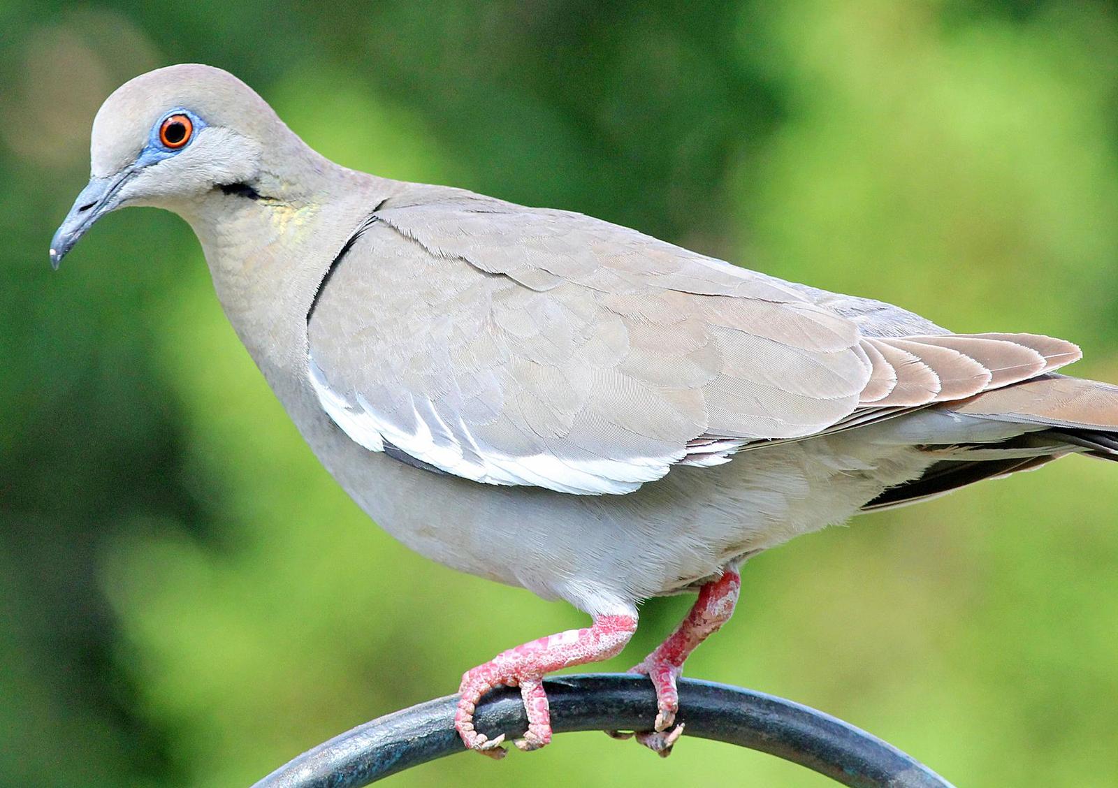White-winged Dove Photo by Tom Gannon