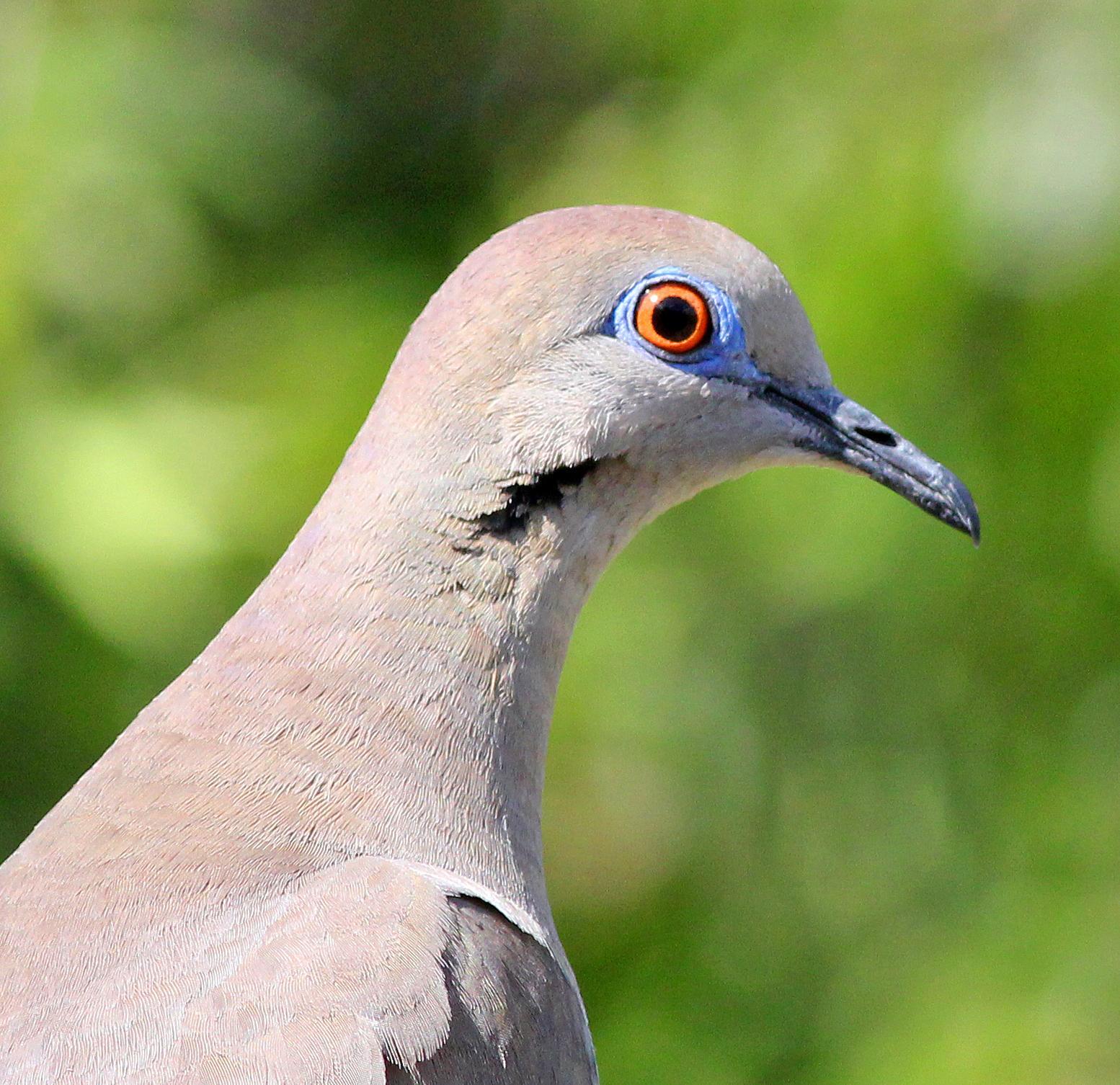 White-winged Dove Photo by Tom Gannon