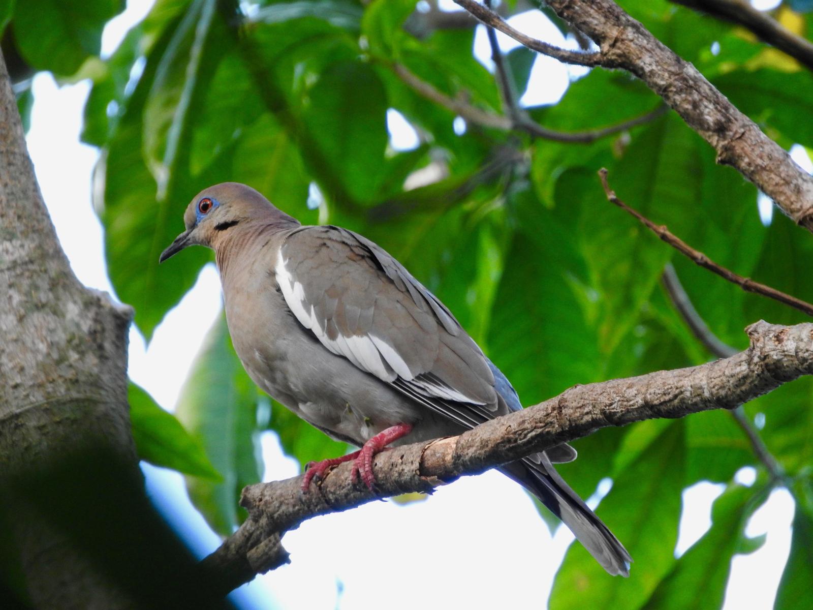 White-winged Dove Photo by  