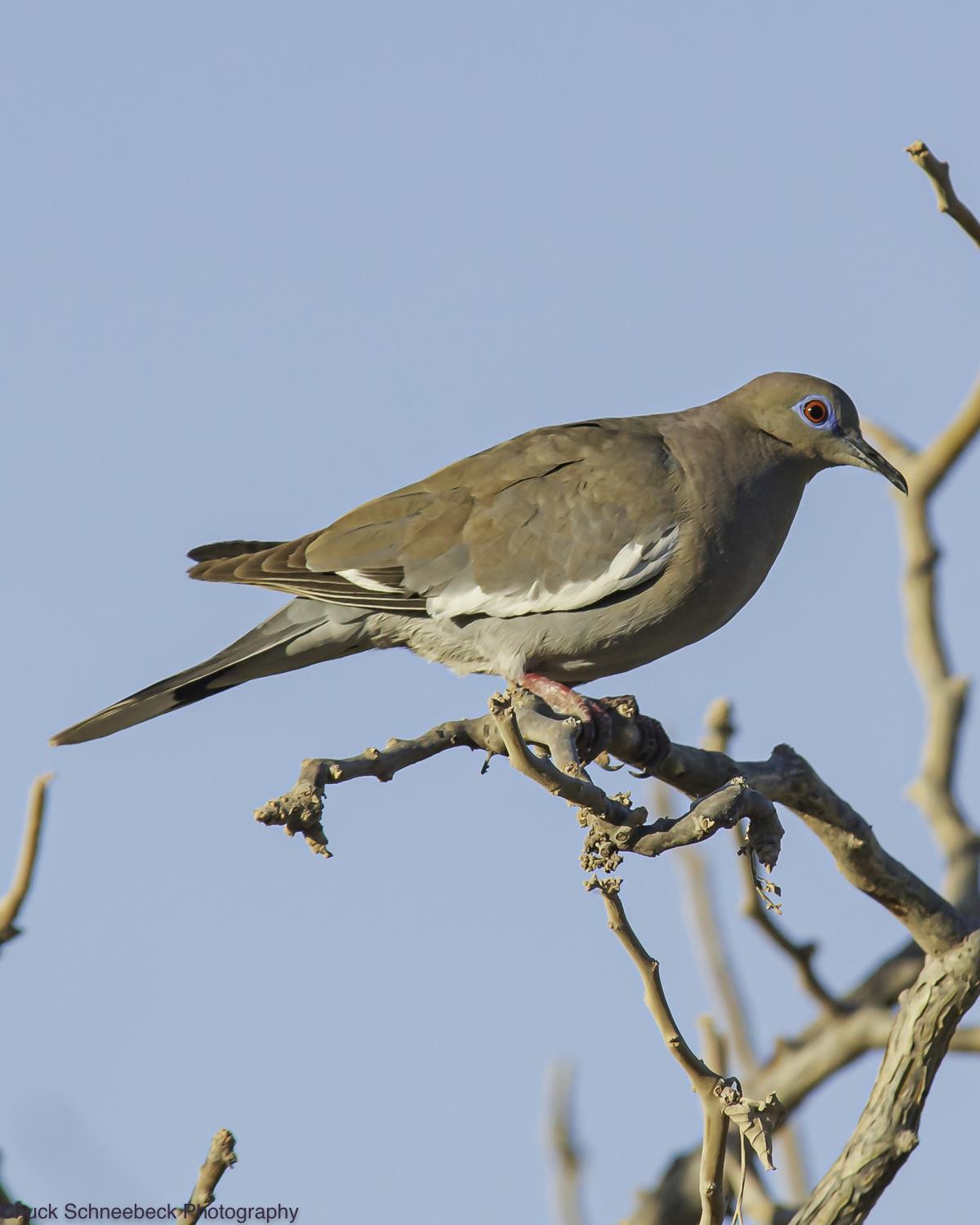 White-winged Dove Photo by Chuck  Schneebeck