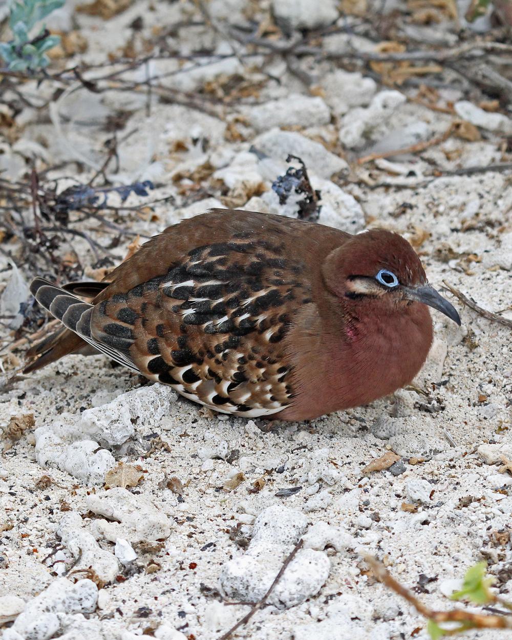 Galapagos Dove Photo by Robert Polkinghorn