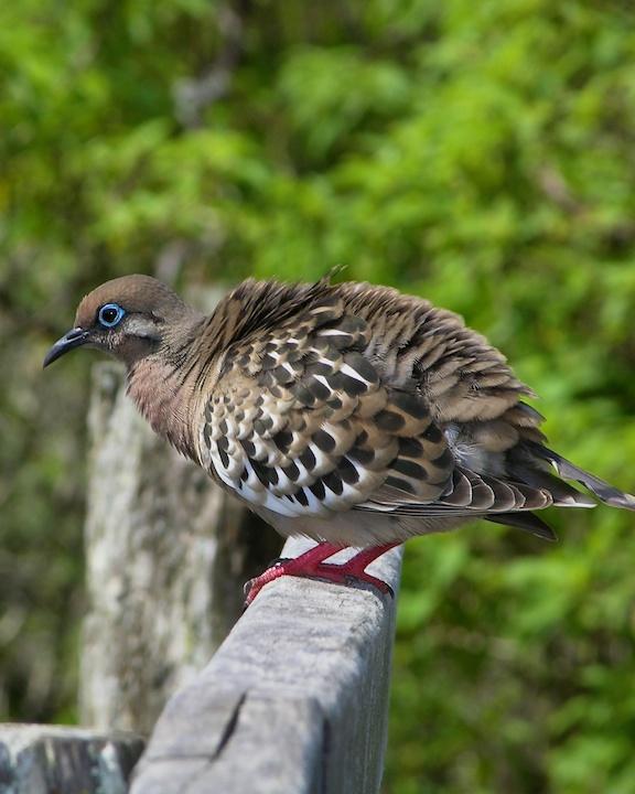 Galapagos Dove Photo by Denis Rivard