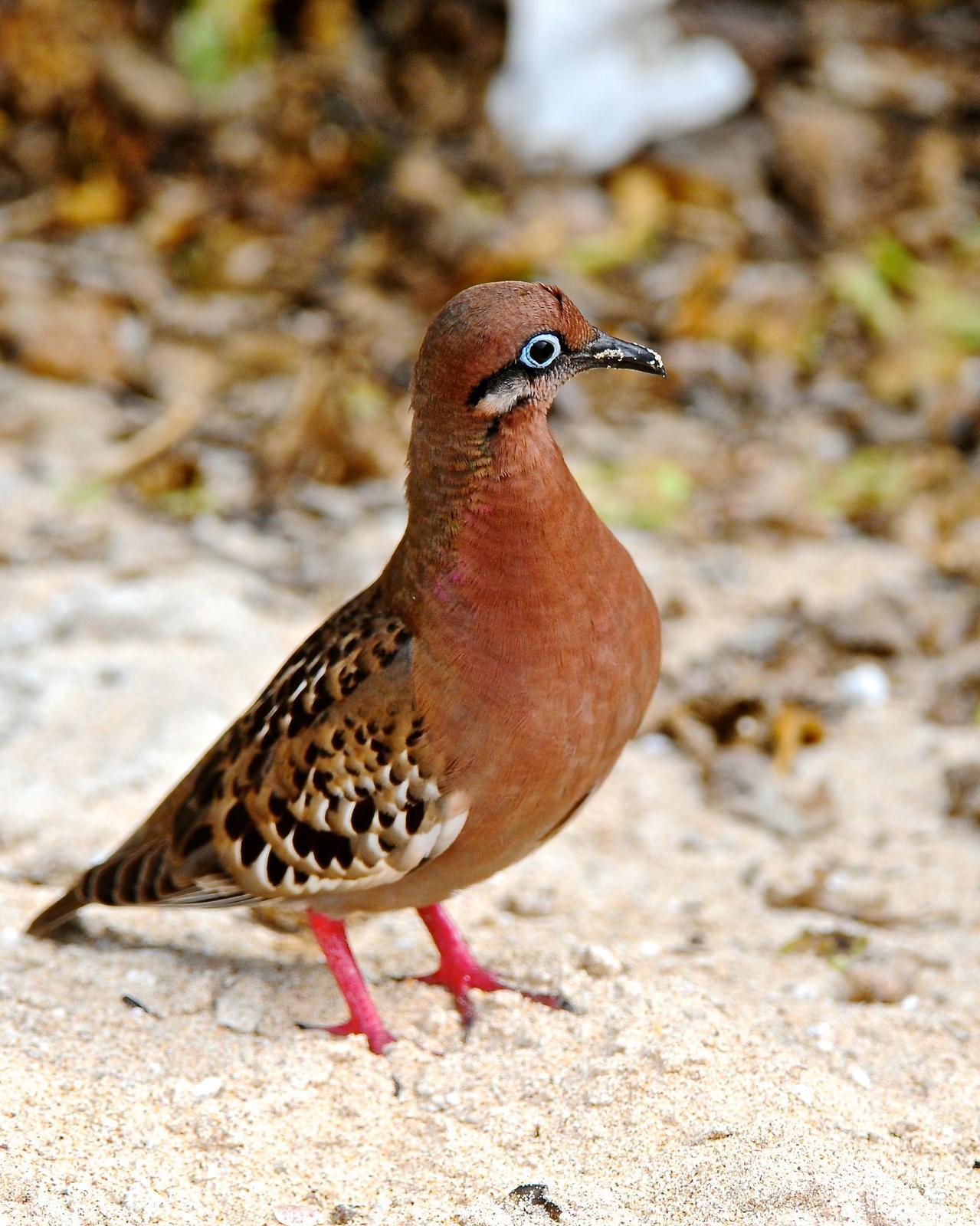 Galapagos Dove Photo by Gerald Friesen