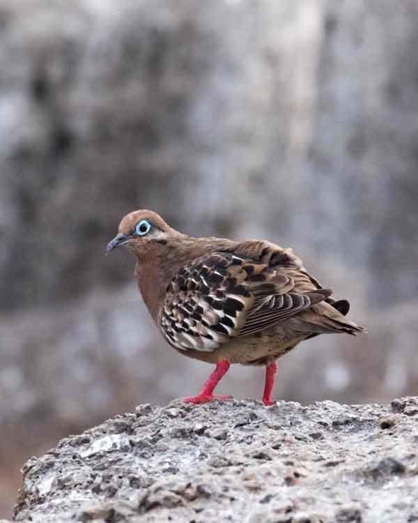 Galapagos Dove Photo by Bob Hasenick