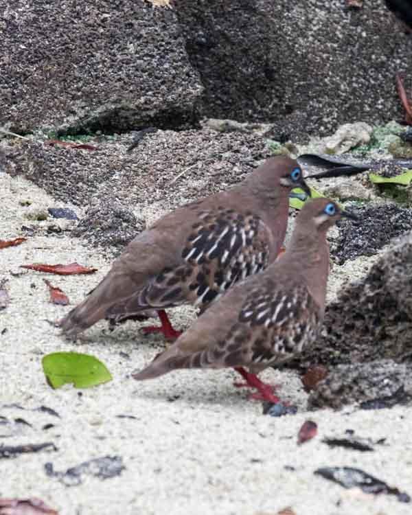 Galapagos Dove Photo by Bob Hasenick