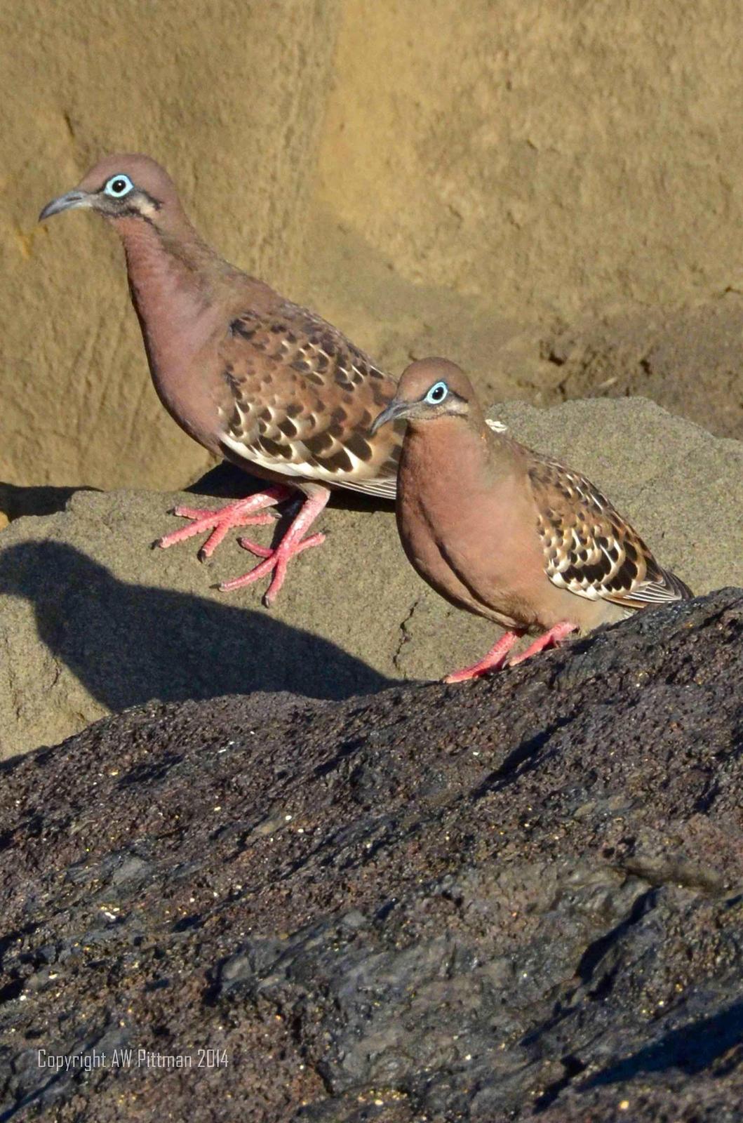 Galapagos Dove Photo by Andrew Pittman