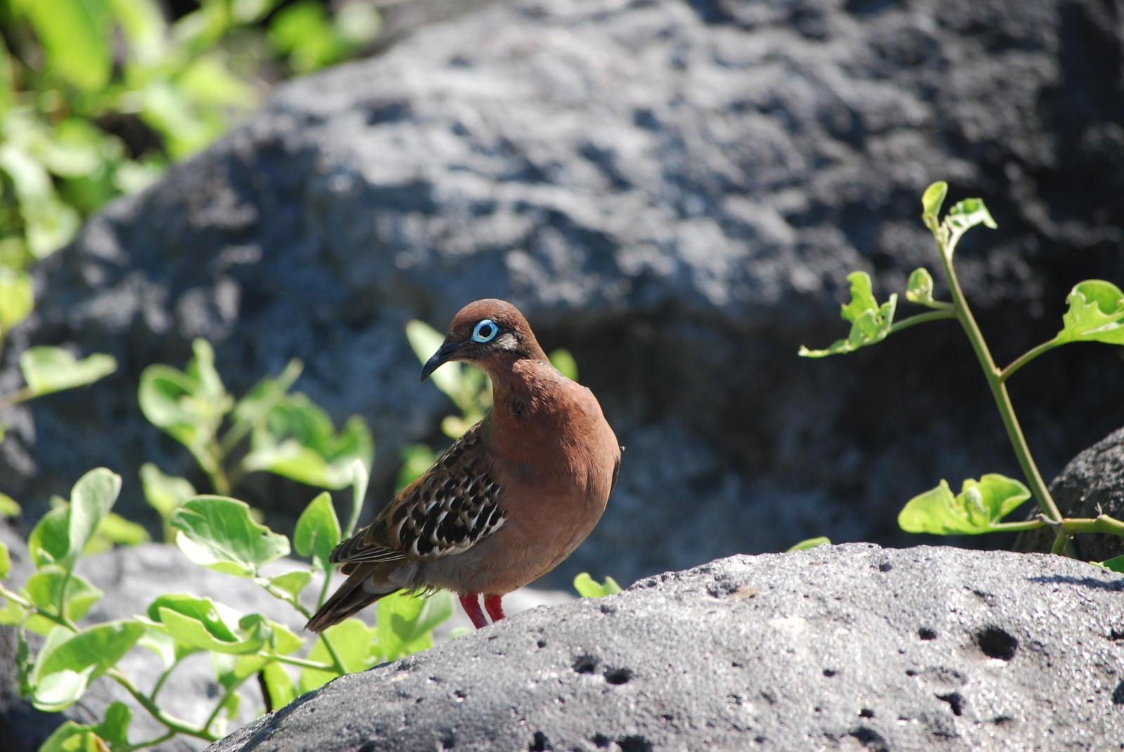 Galapagos Dove Photo by Olivia Noonan