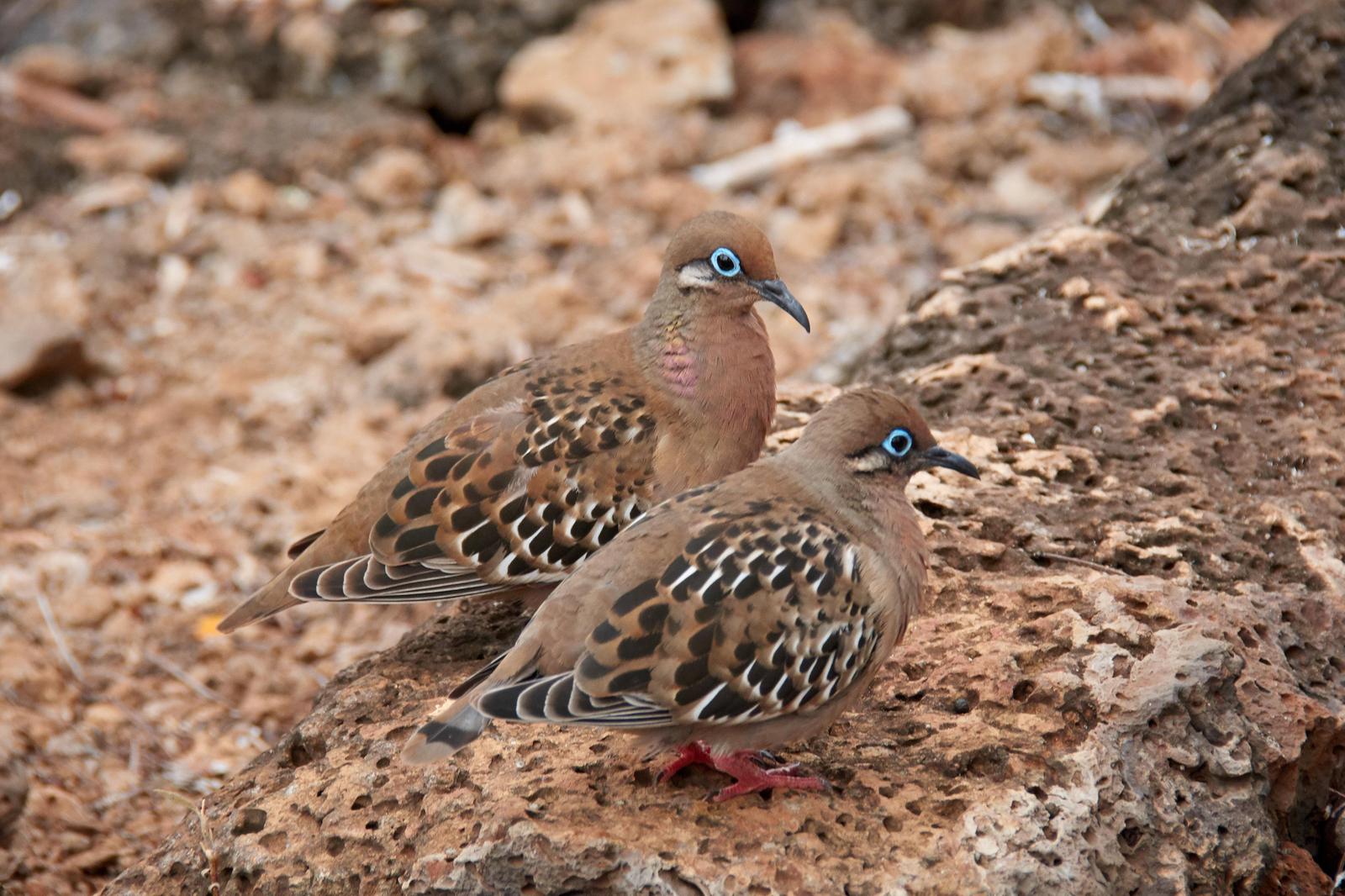 Galapagos Dove Photo by Emilie Haynes