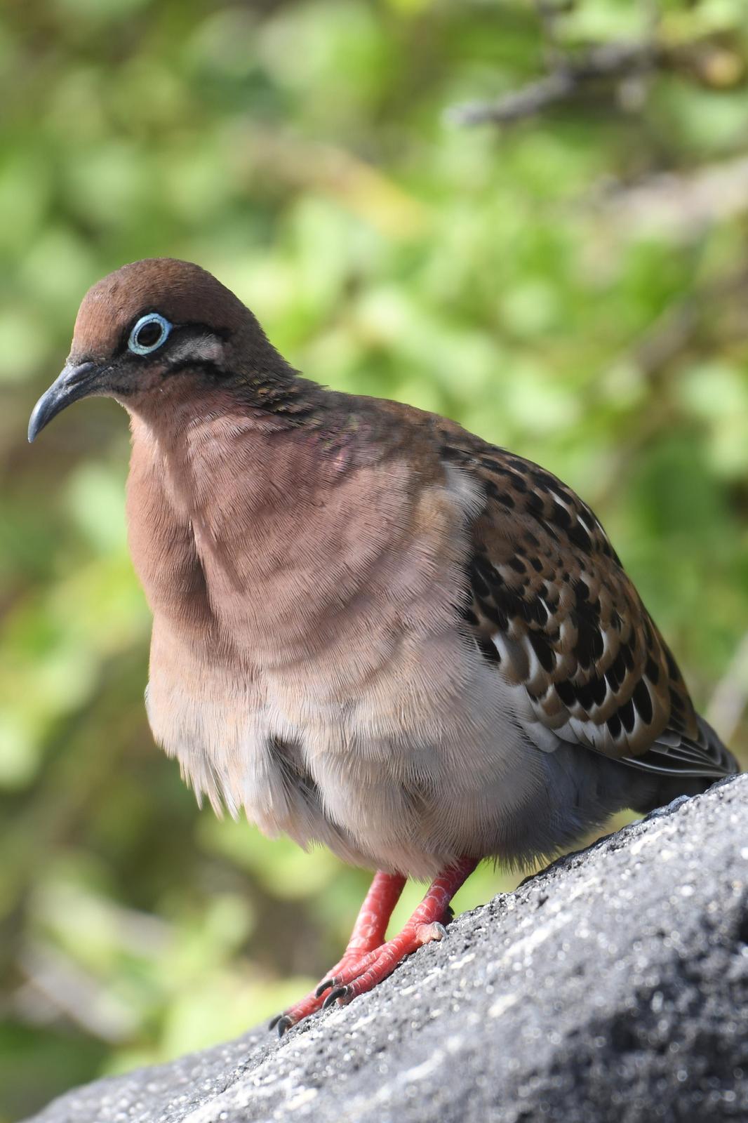 Galapagos Dove Photo by Ann Doty