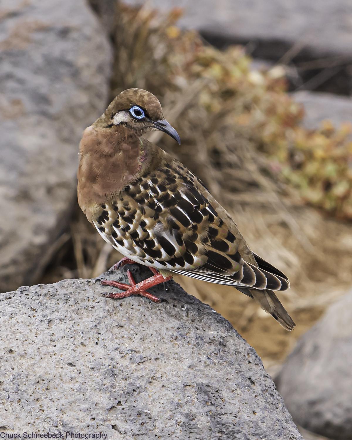 Galapagos Dove Photo by Chuck  Schneebeck