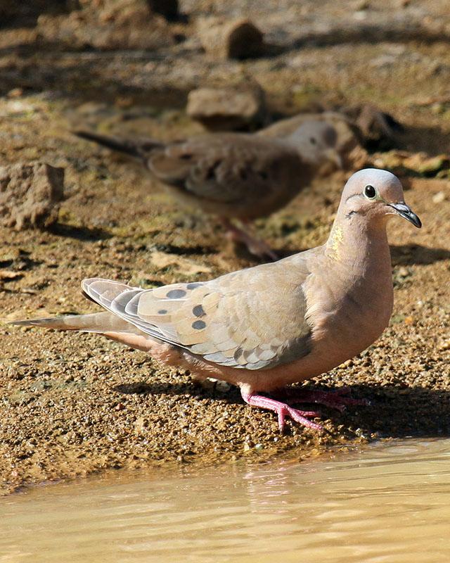 Eared Dove Photo by Cathy Sheeter