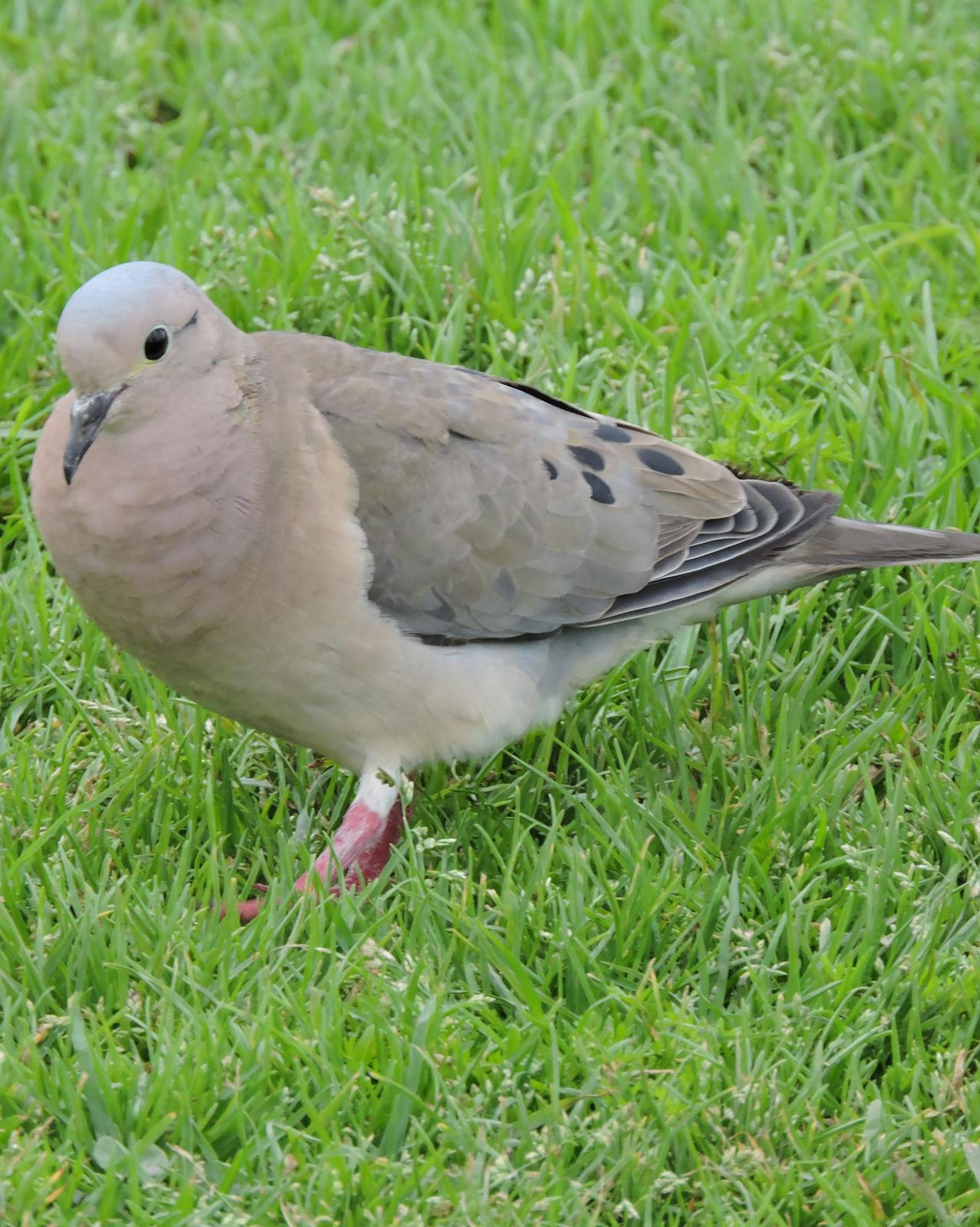 Eared Dove Photo by Peter Lowe