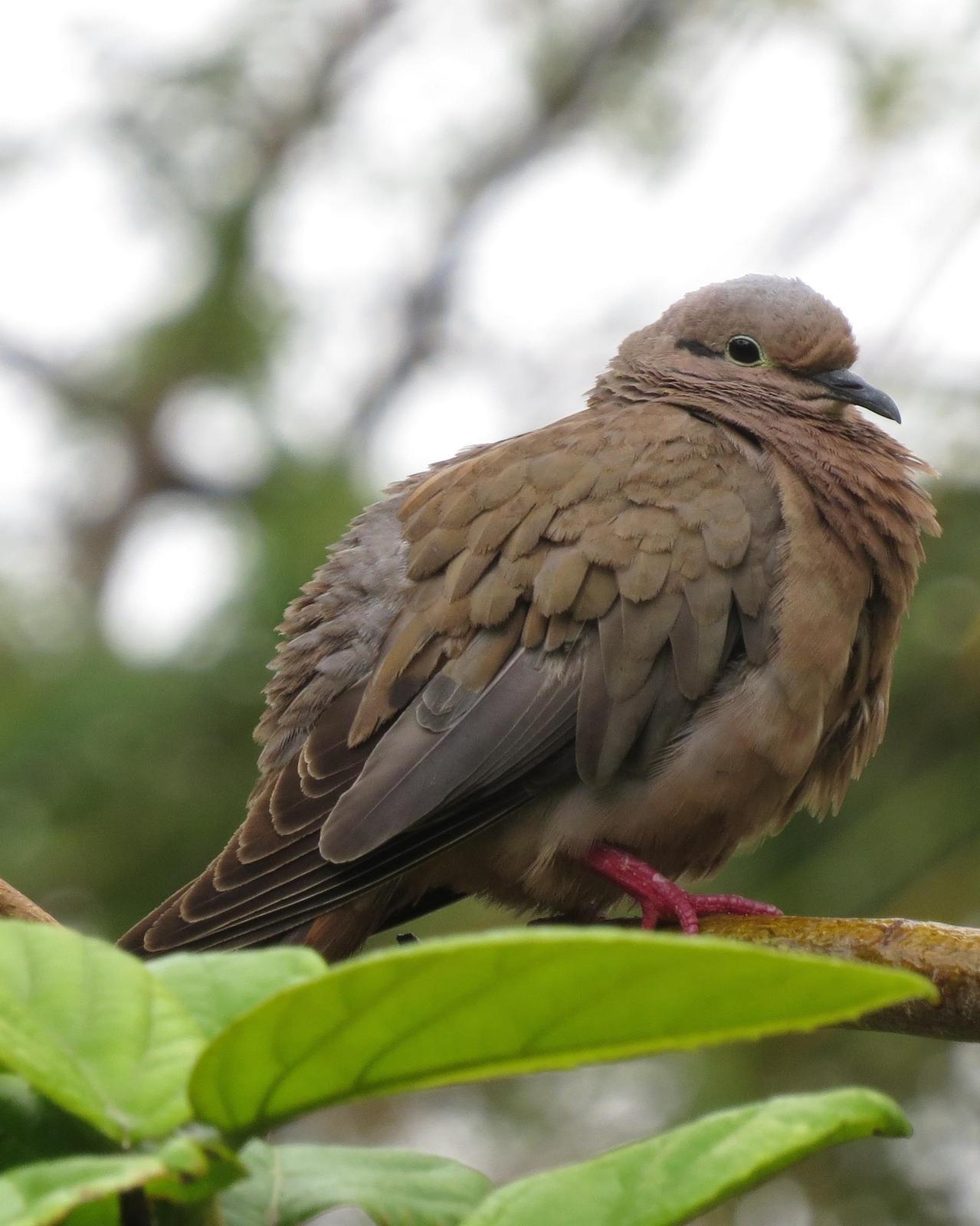 Eared Dove Photo by Tim Schreckengost