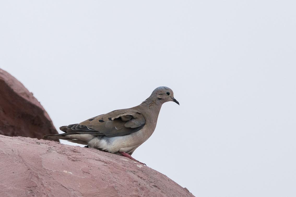 Eared Dove Photo by Gerald Hoekstra