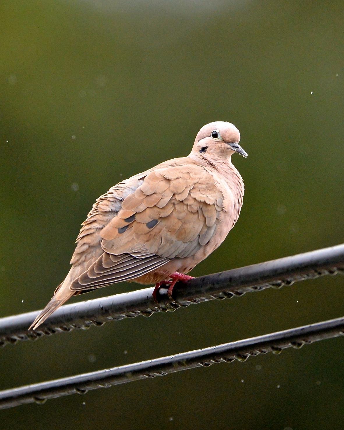 Eared Dove Photo by Gerald Friesen