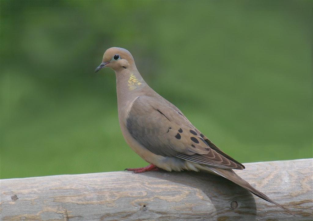 Mourning Dove Photo by Ed Harper