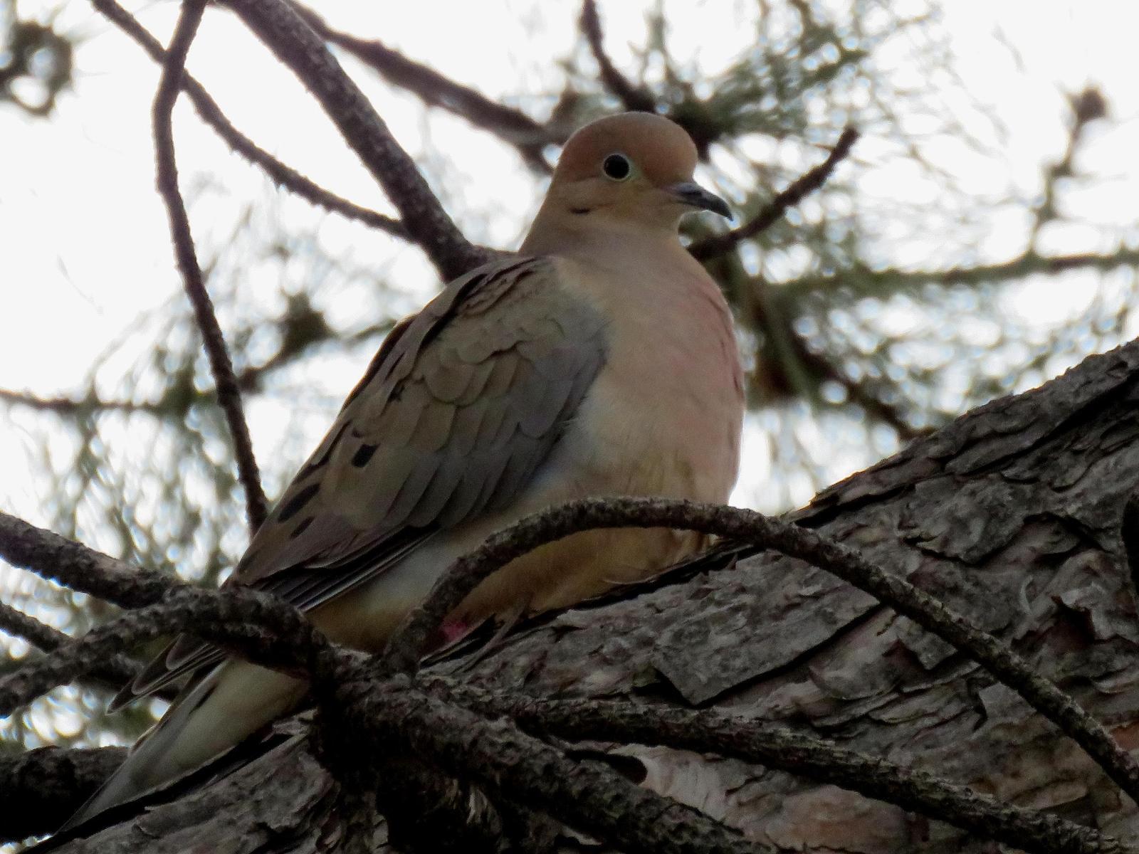 Mourning Dove Photo by Kent Jensen