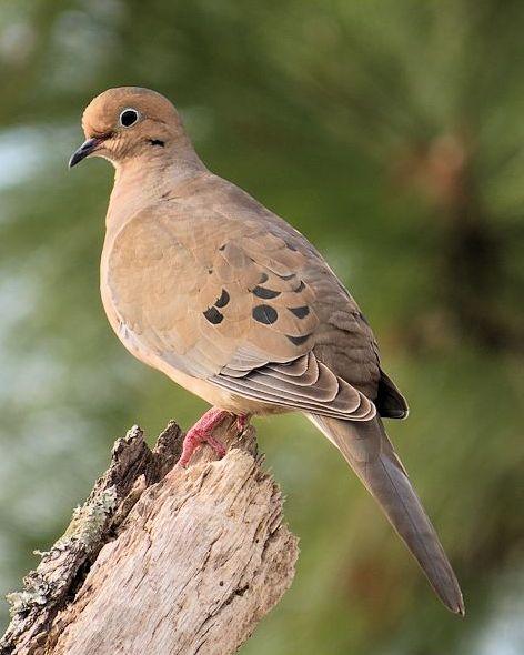 Mourning Dove Photo by Kevin Brabble