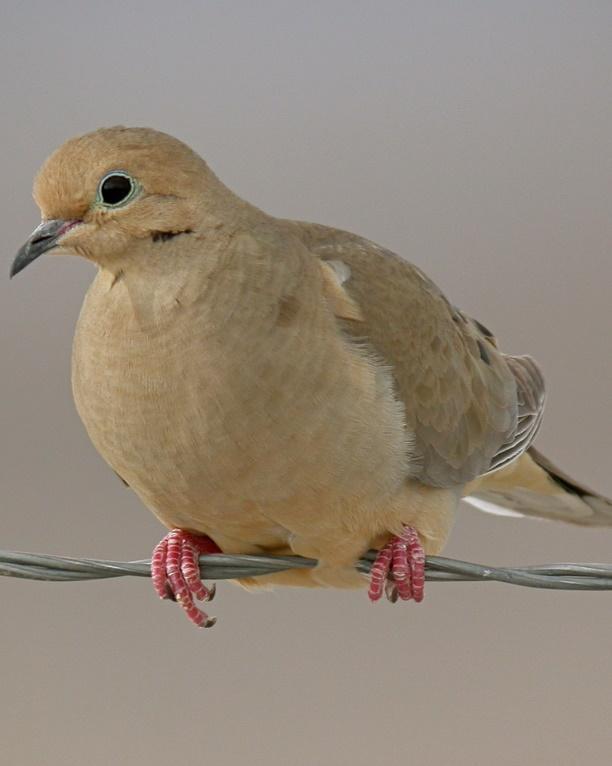 Mourning Dove Photo by Sean Fitzgerald