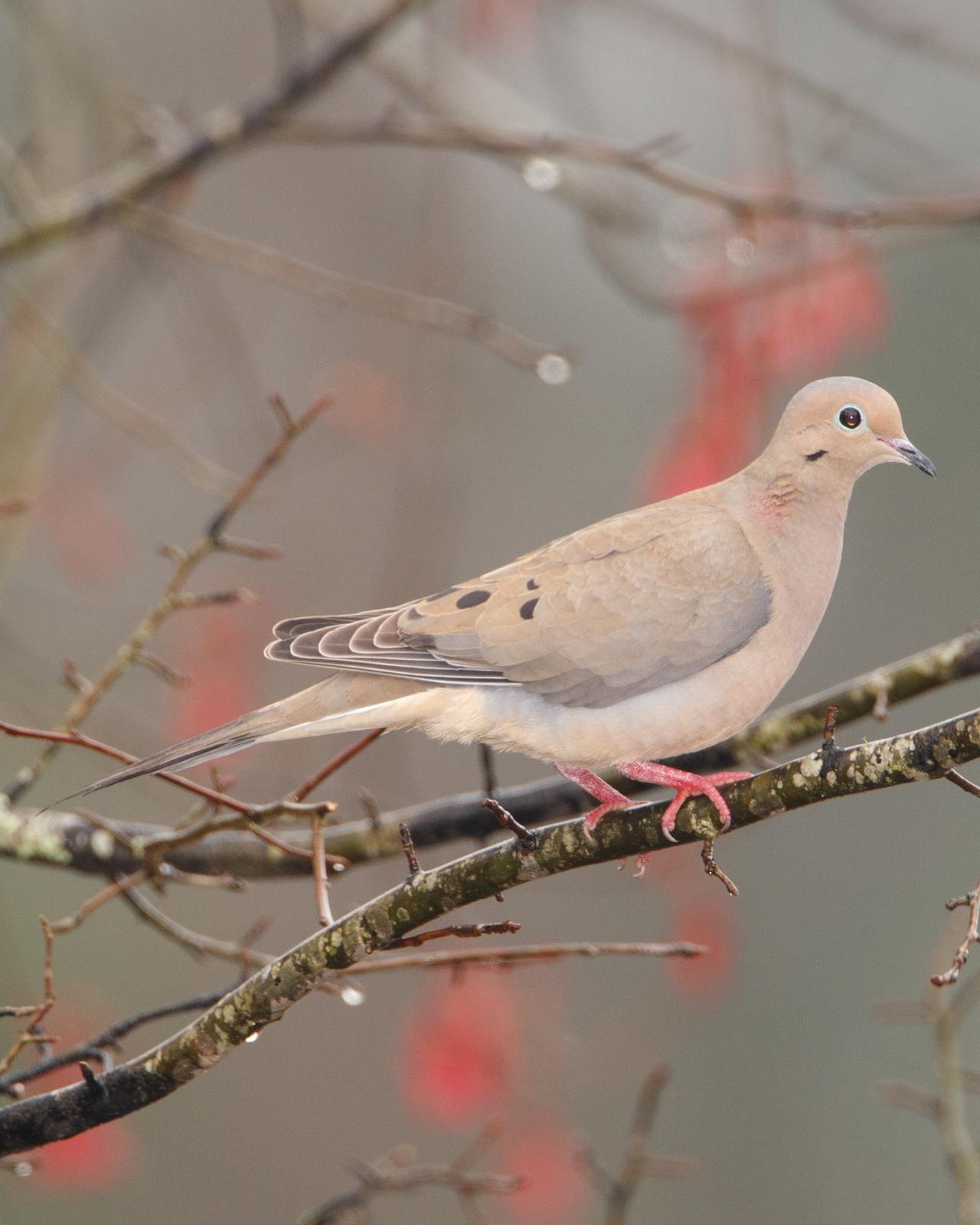Mourning Dove Photo by JC Knoll