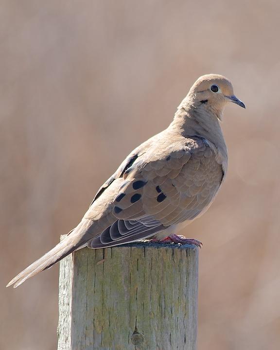 Mourning Dove Photo by Denis Rivard