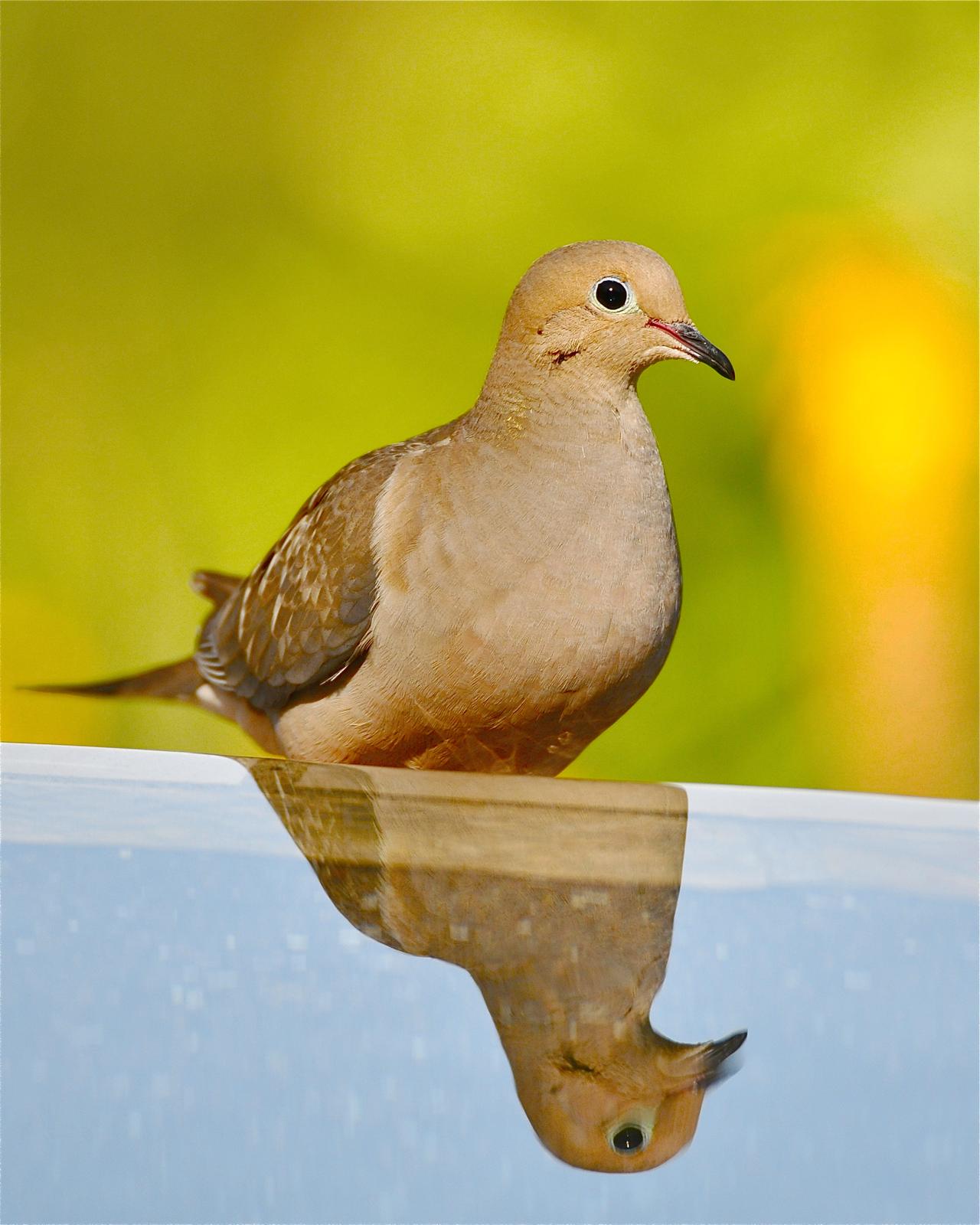 Mourning Dove Photo by Gerald Friesen