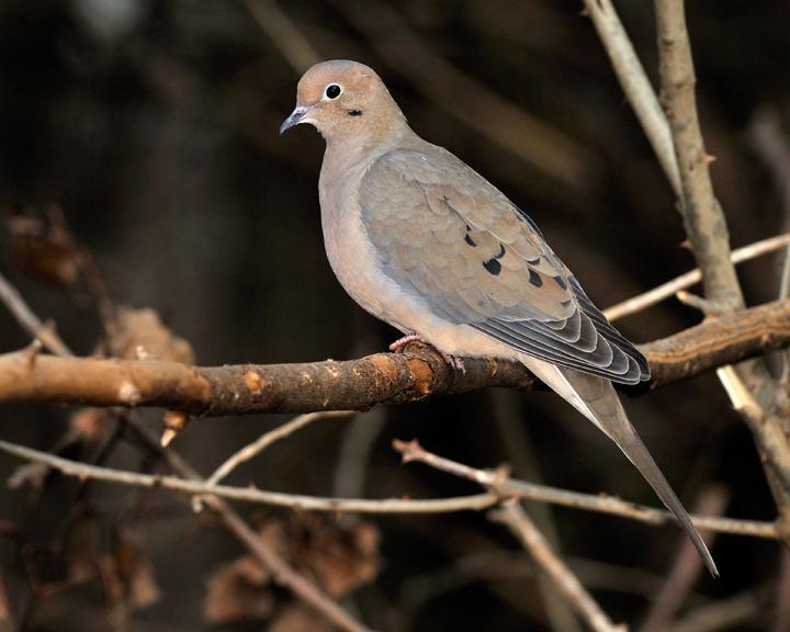 Mourning Dove Photo by Jean-Pierre LaBrèche