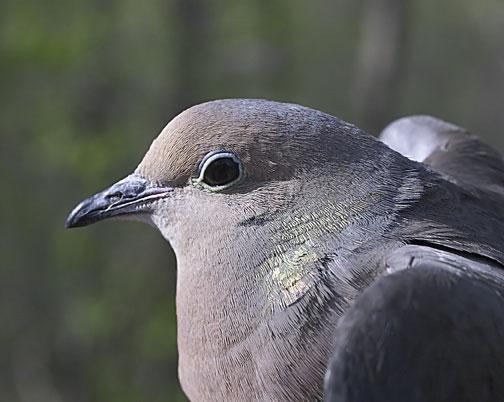 Mourning Dove Photo by Dan Tallman