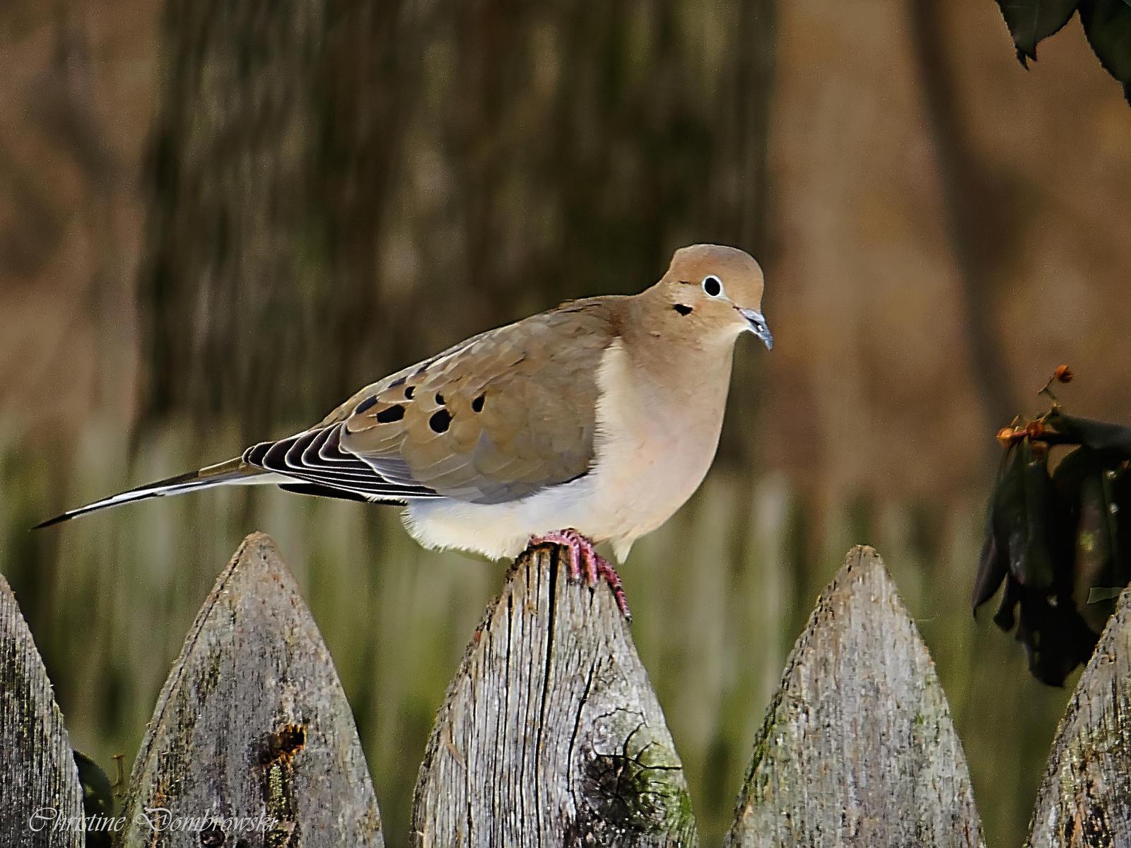 Mourning Dove Photo by Christine Dombrowski