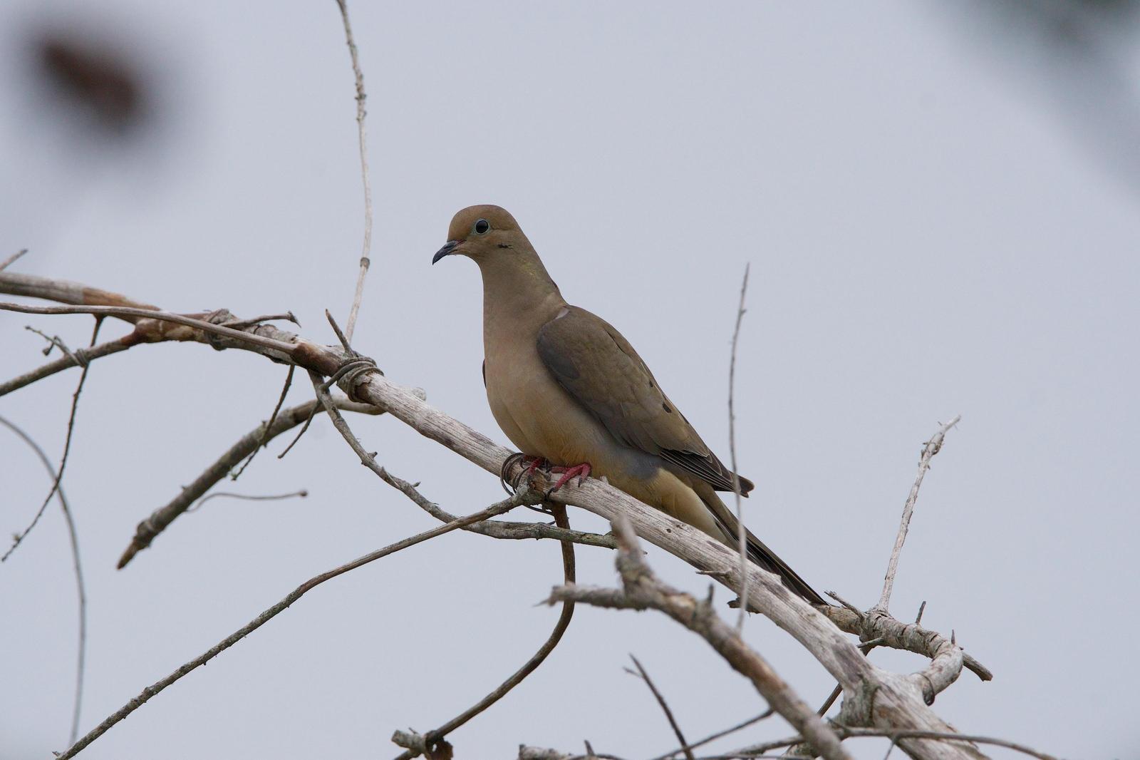 Mourning Dove Photo by Gerald Hoekstra