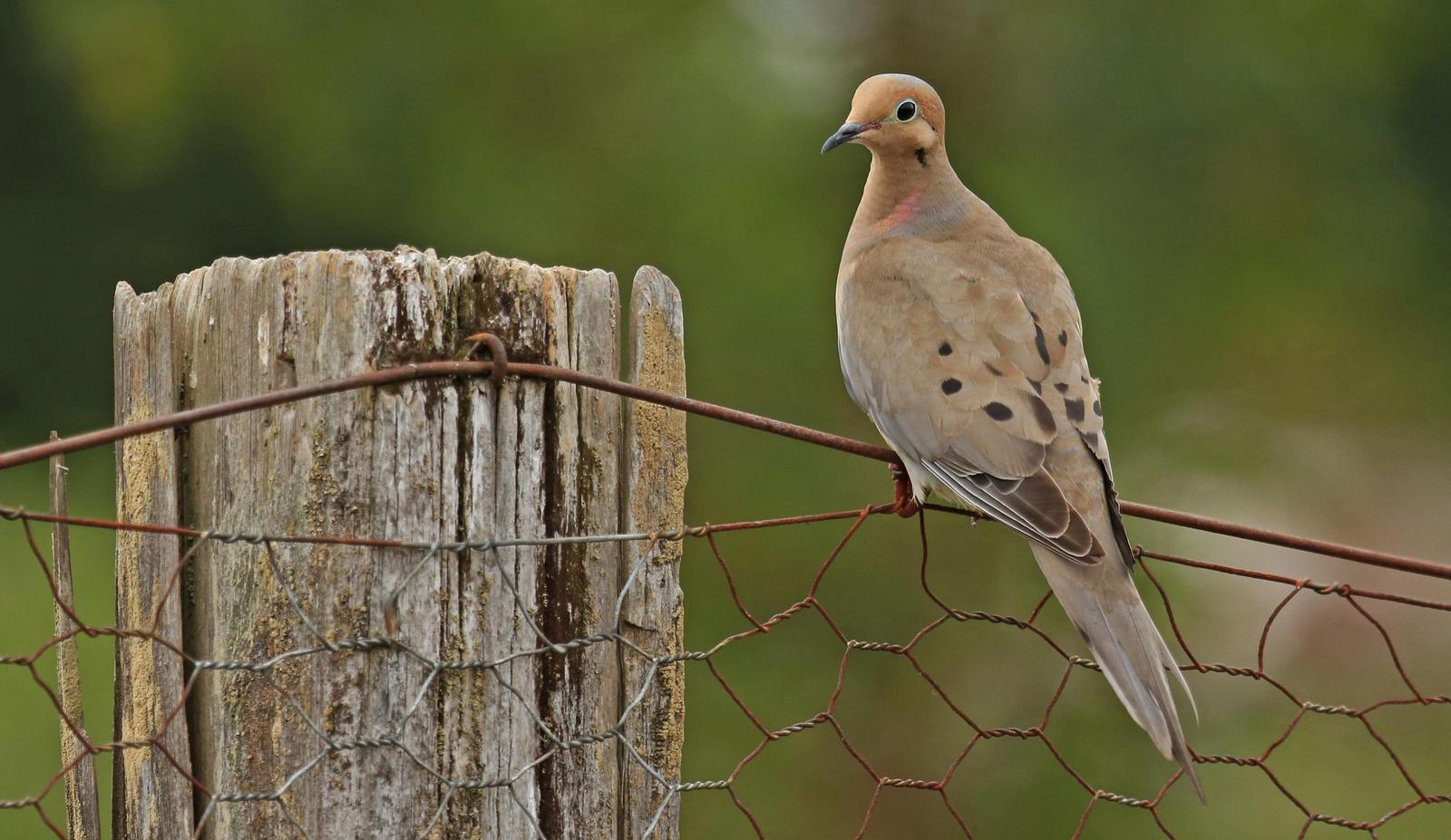 Mourning Dove Photo by Jim  Murray