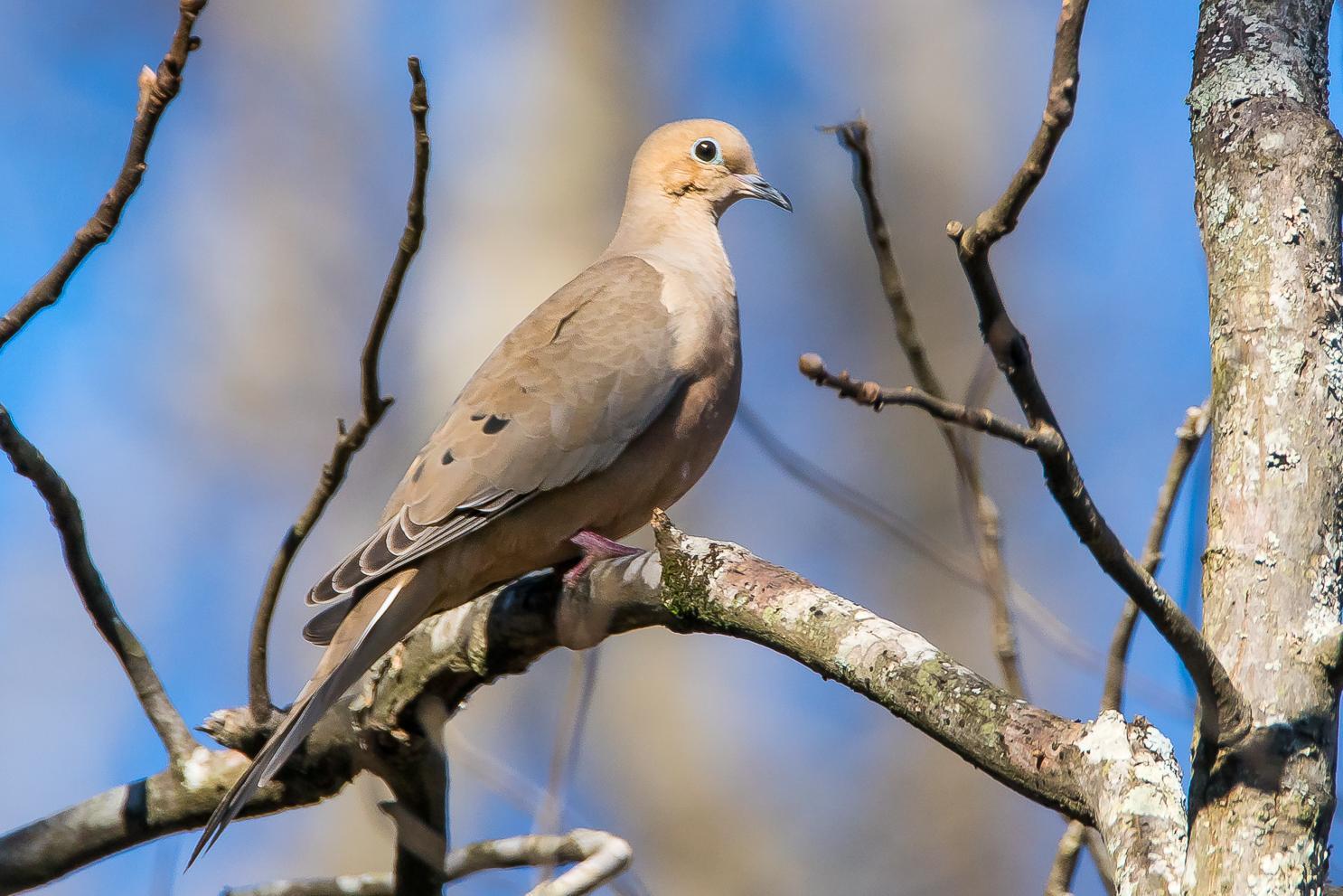 Mourning Dove Photo by Gerald Hoekstra