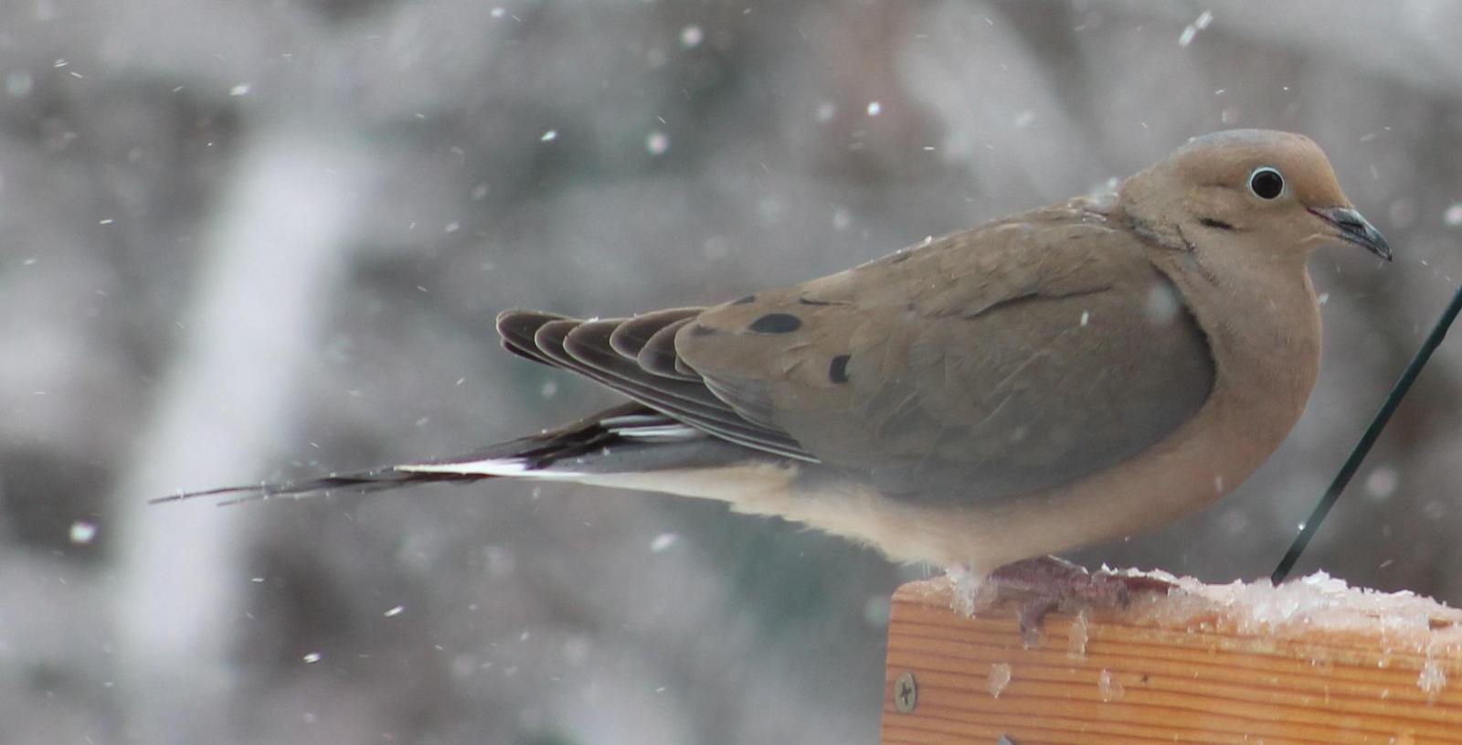 Mourning Dove Photo by Lorraine Lanning