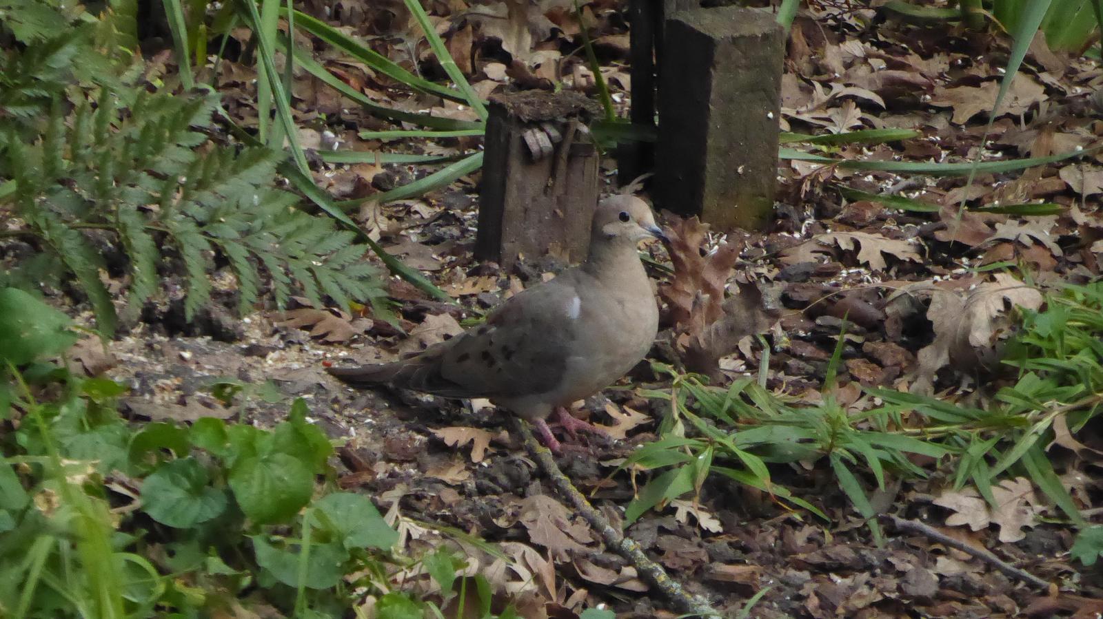 Mourning Dove Photo by Daliel Leite
