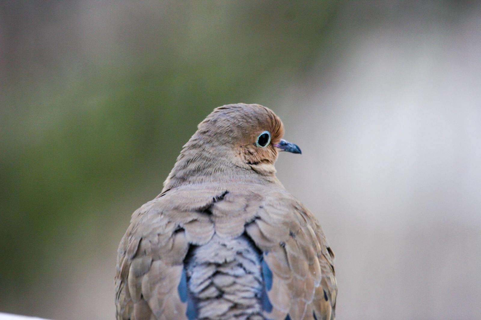 Mourning Dove Photo by Roseanne CALECA