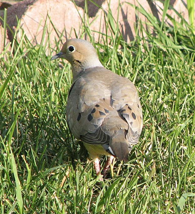 Mourning Dove Photo by Tom Gannon