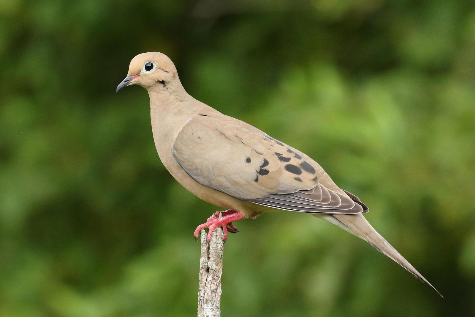 Mourning Dove Photo by Kristy Baker