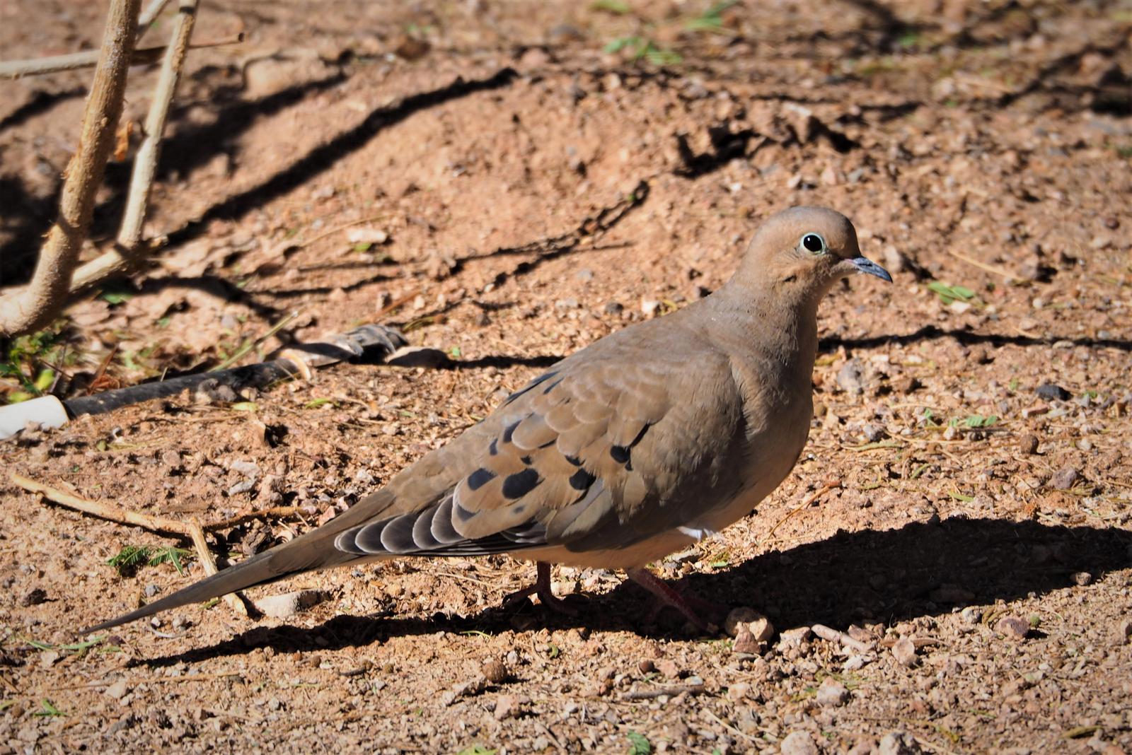 Mourning Dove Photo by Colin Hill