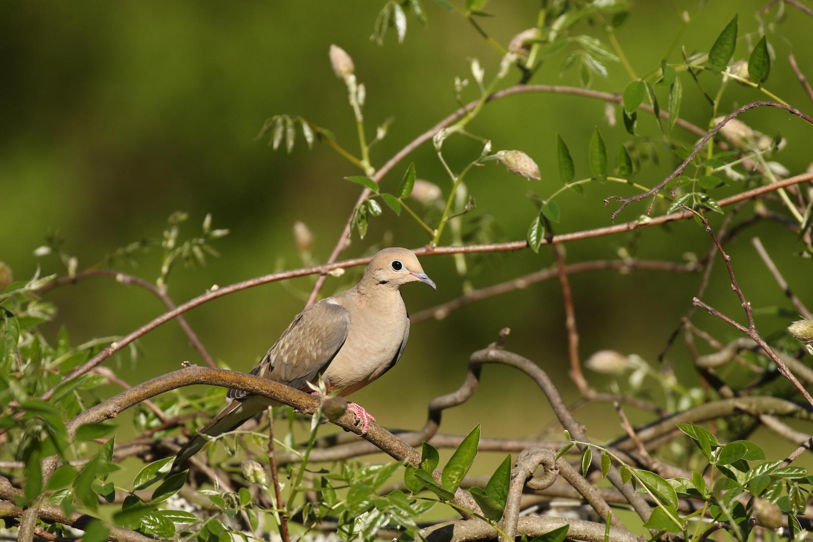 Mourning Dove Photo by Kristy Baker