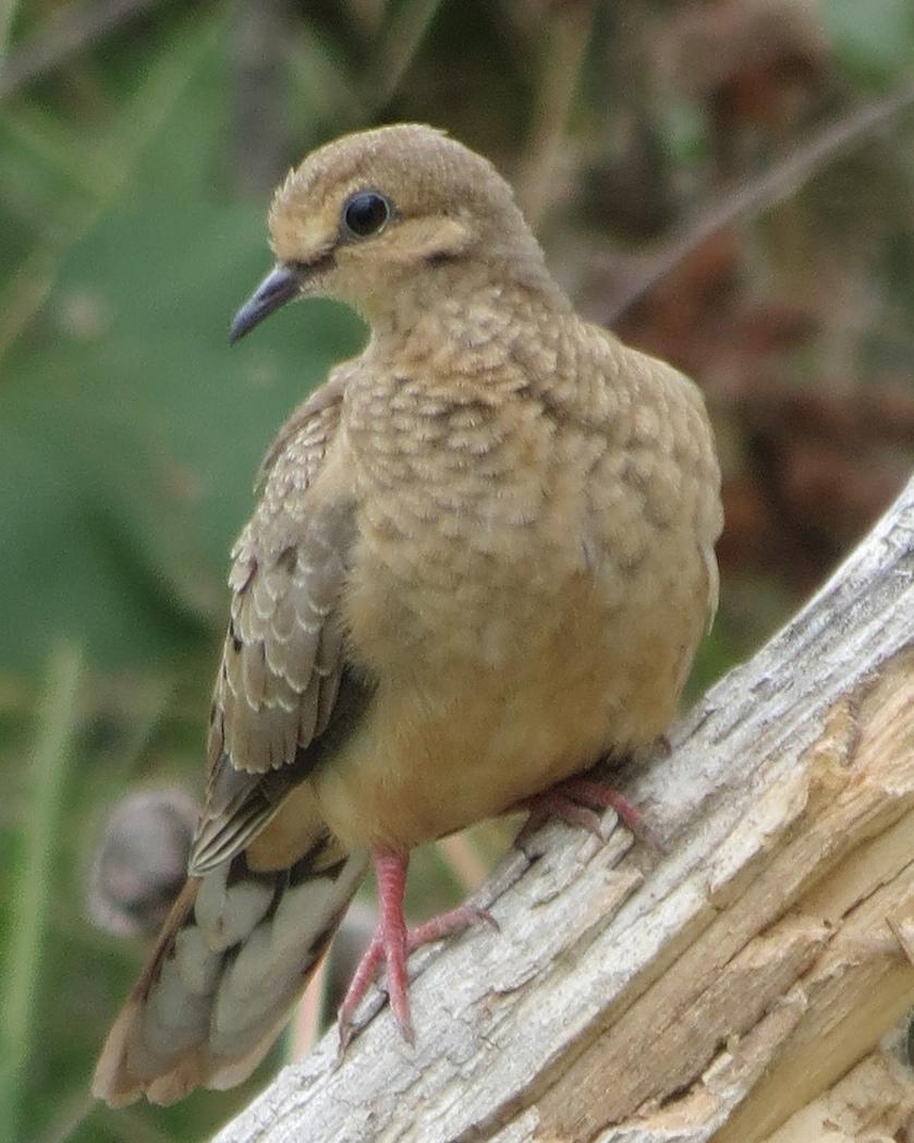 Mourning Dove Photo by David Bell
