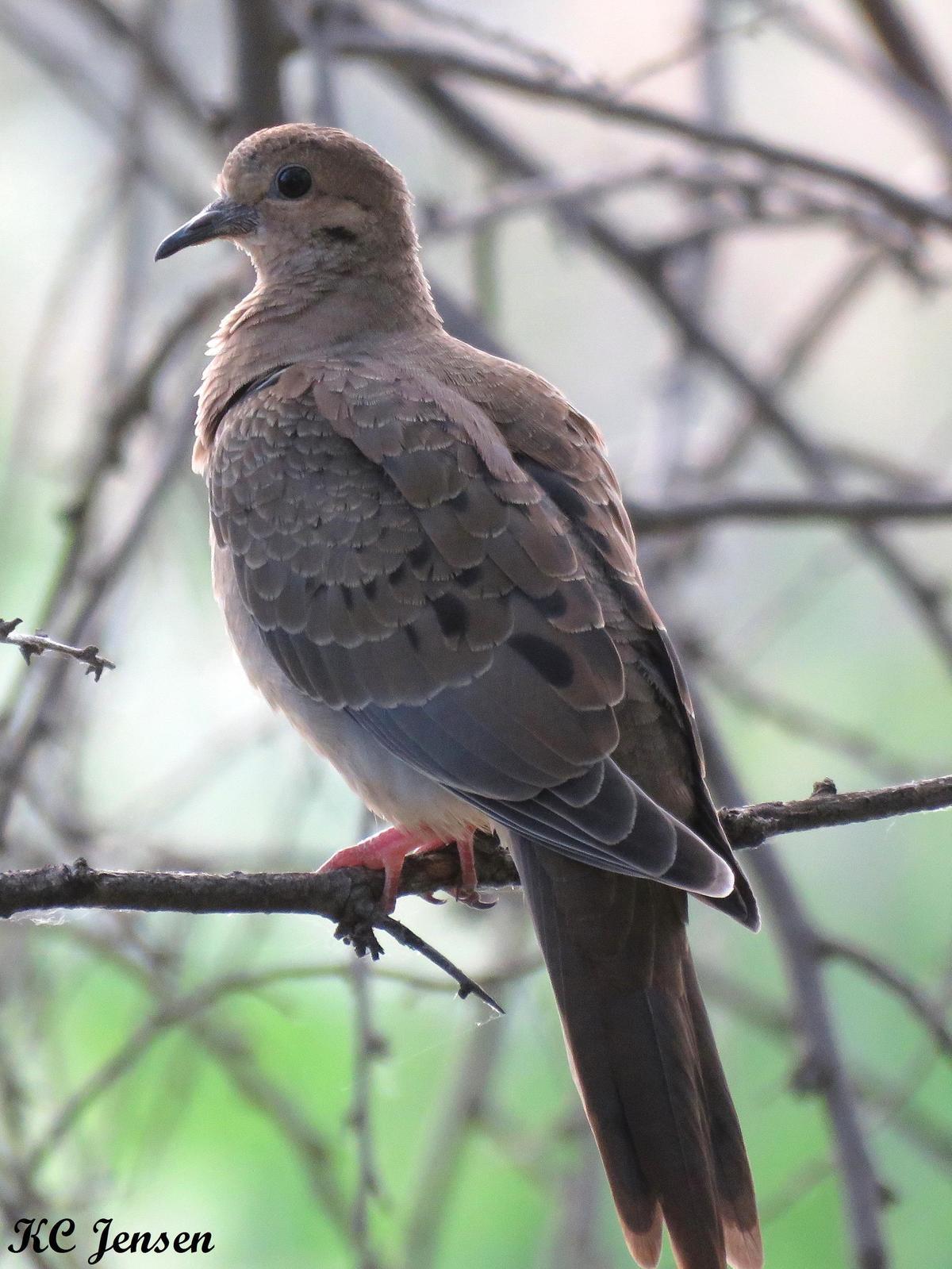 Mourning Dove Photo by Kent Jensen