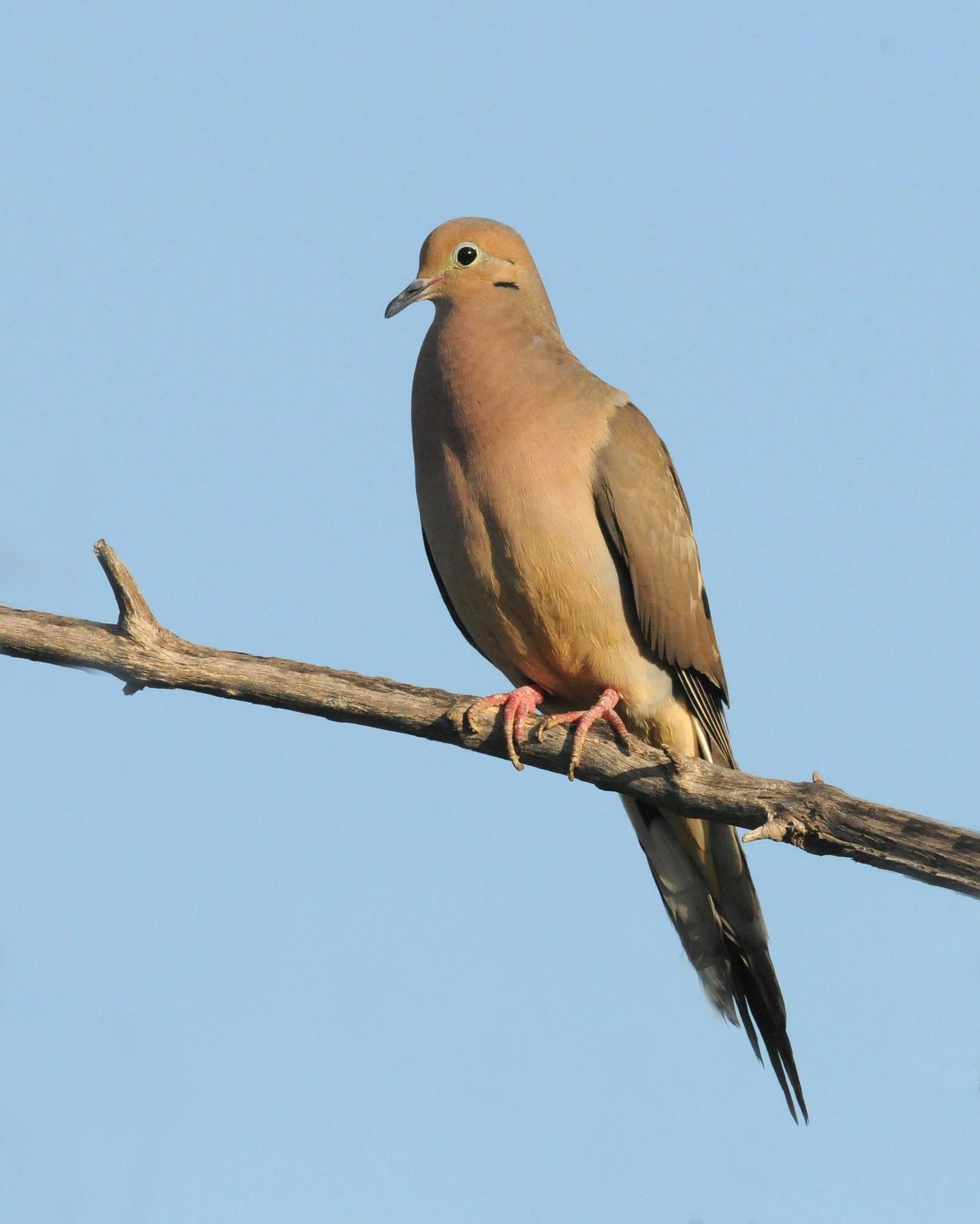 Mourning Dove Photo by Steven Mlodinow
